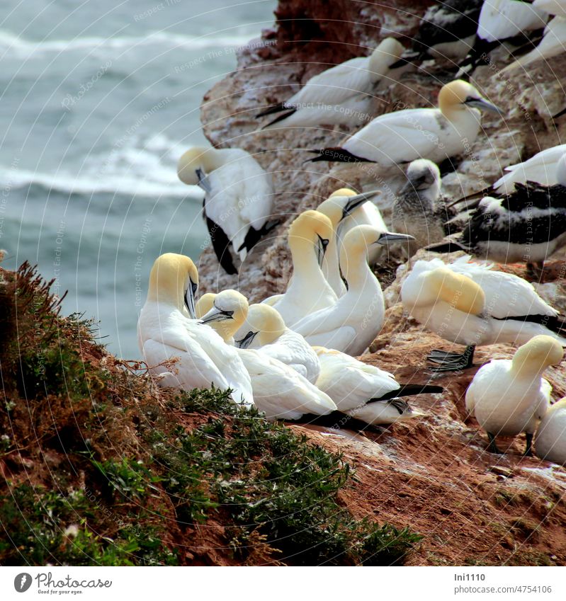 Gannets grooming their plumage Wildlife birds Seabirds Northern gannet Morus bassanus aviator Diver Group of animals breeding colony steep coast red cliffs