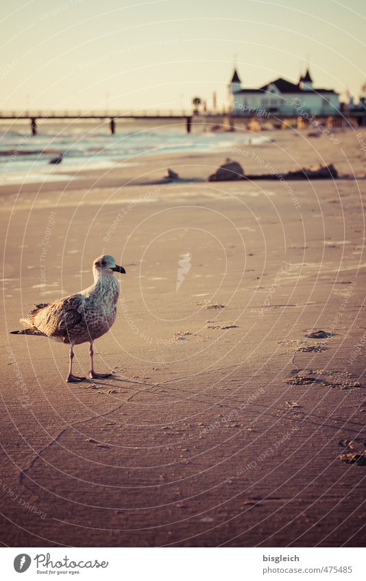 Seagull I Beach Baltic Sea Ocean Ahlbeck Germany Europe Deserted Sea bridge Bird 1 Animal Sand Looking Stand Brown Far-off places Loneliness Calm Colour photo