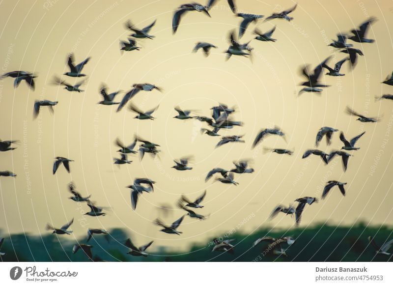 A flock of black-headed gulls in flight - blur effect bird blurred view wing nature animal blue fly wildlife sky seagull freedom white water flying beak beauty