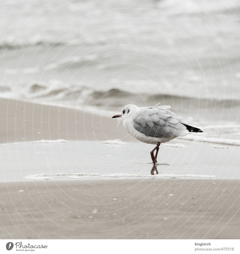 Seagull II Beach Baltic Sea Ocean Bird 1 Animal Walking Elegant Brown Gray Attentive Watchfulness Usedom Caution Colour photo Subdued colour Exterior shot