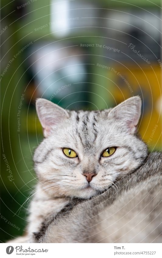 Cat with yellow eyes Pelt Cute feline pets Fluffy portrait purebred cat Enchanting One animal pretty Longhaired cat indoors White look into the camera Gray