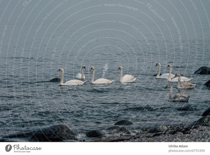 Swans on the Baltic Sea off Bornholm Animal portrait Neutral Background Isolated Image Exterior shot Idyll Love of animals Contentment Happy White Blue