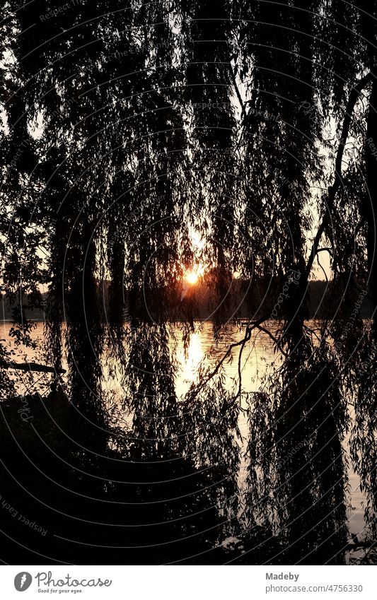 View through old weeping willows to the setting sun over the Aasee in summer in Münster in Westphalia in Münsterland Dark reflectiveness evening mood