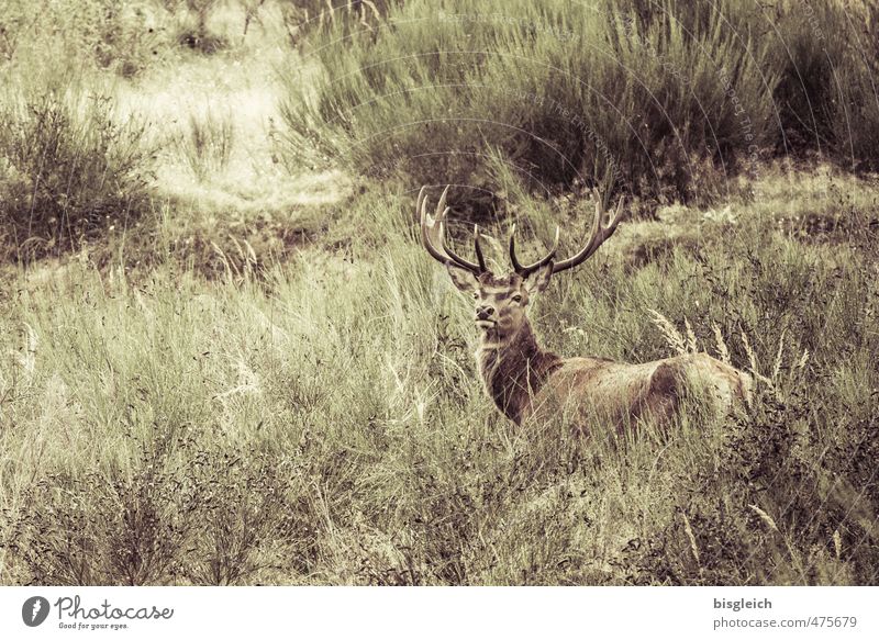 small stag II Vension Environment Nature Wild animal Deer 1 Animal Looking Brown Green Antlers Colour photo Subdued colour Exterior shot Deserted Day
