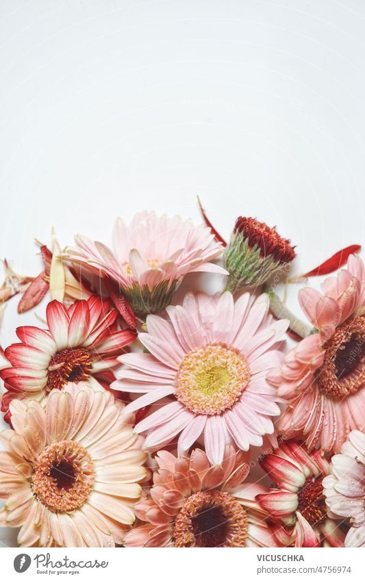 Floral background with pastel pink and red gerbera flowers at white - a Royalty  Free Stock Photo from Photocase