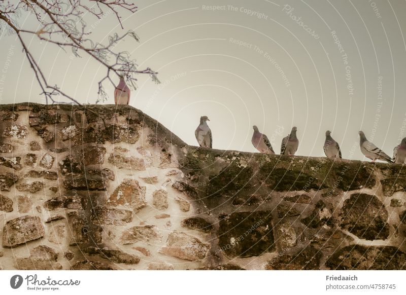 Pigeons sitting on a city wall pigeons birds Exterior shot Day Flying Freedom Sky Wall (barrier) masonry City wall Animal Grand piano Deserted Colour photo