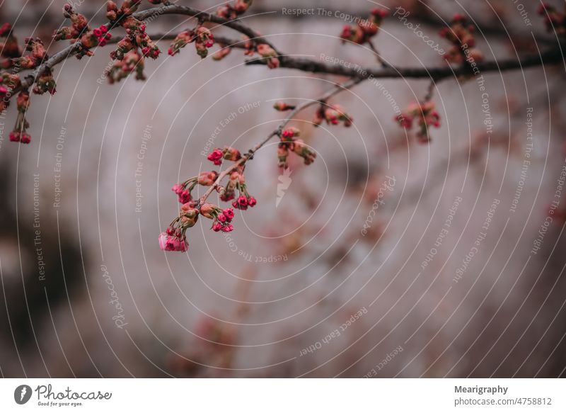 Dark spring flower dark and moody flowers spring day spring bloom blooming blooming flower blooming spring flower come into bloom natural light blurriness