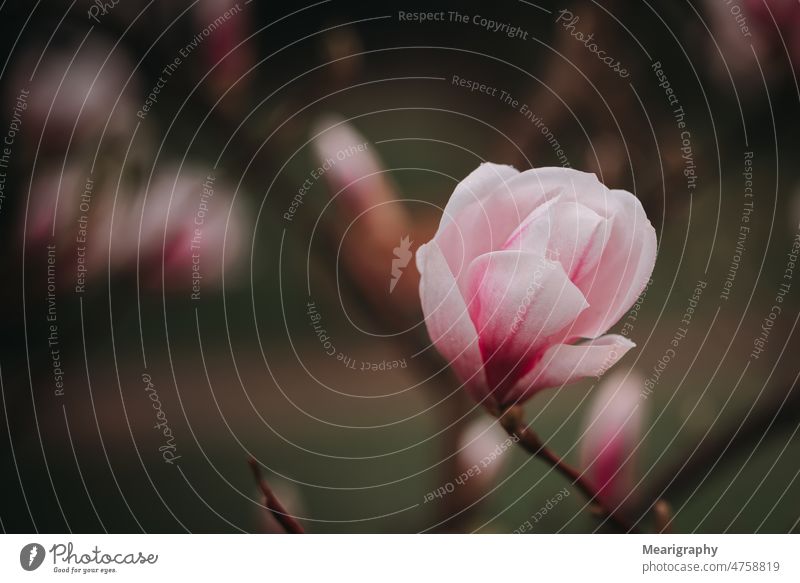 Blooming magnolia magnolias blooming blossoming blossoming flowers close up spring flower nature garden spring day spring feeling Blossoming naturally