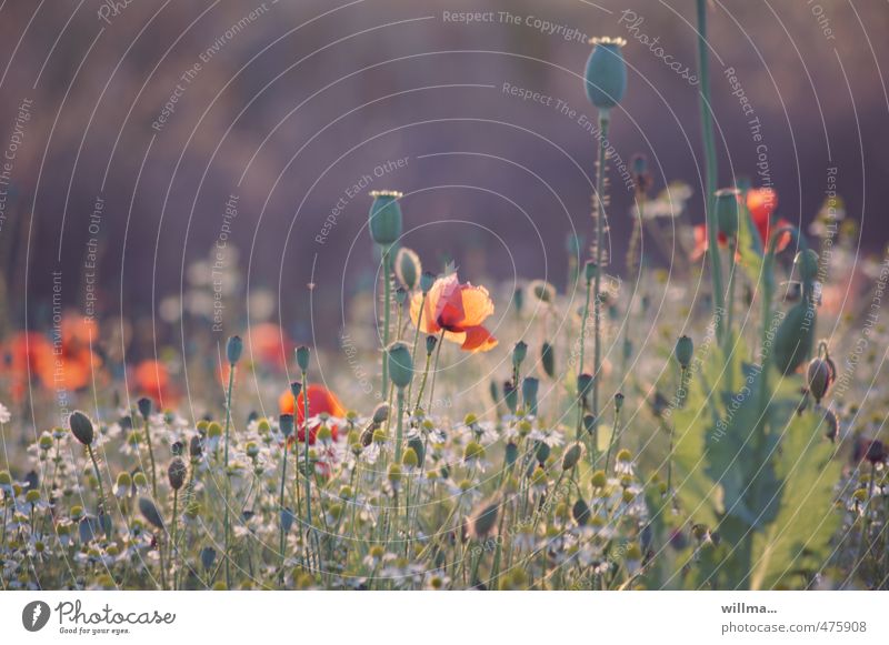 Summer meadow with red poppy Poppy Nature Plant Poppy capsule Poppy field Flower meadow Blossoming Joie de vivre (Vitality) Summer evening Colour photo