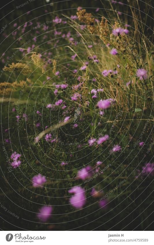 Field edge knapweed Knapweed Plant Nature Flower Blossom Colour photo Exterior shot Blossoming Day Spring Deserted Green purple Violet naturally pretty