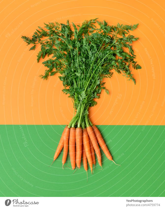 Carrots with green leaves top view. Carrots bundle isolated on a colored background above agriculture autumn bicolored bouquet bright bunch carrots close-up