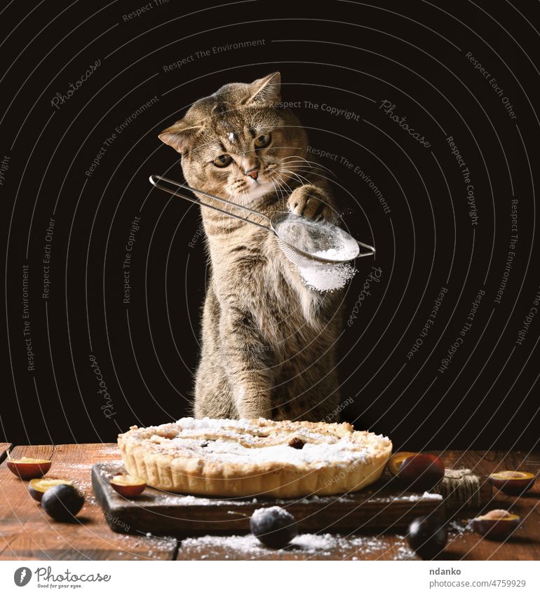 adult scottish straight cat holds a sieve with powdered sugar and sprinkles a plum pie on a brown rustic table. Funny animal cook baked bakery black cake