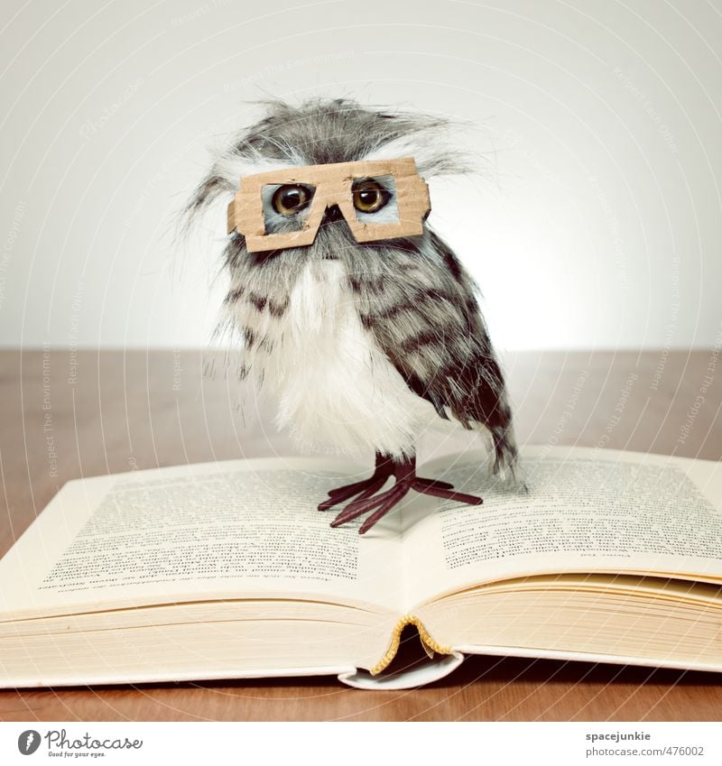 reading owl Animal Owl birds 1 Stationery Paper Toys Doll Observe Exceptional Nerdy Curiosity Yellow Beautiful Book Reading Eyeglasses Person wearing glasses