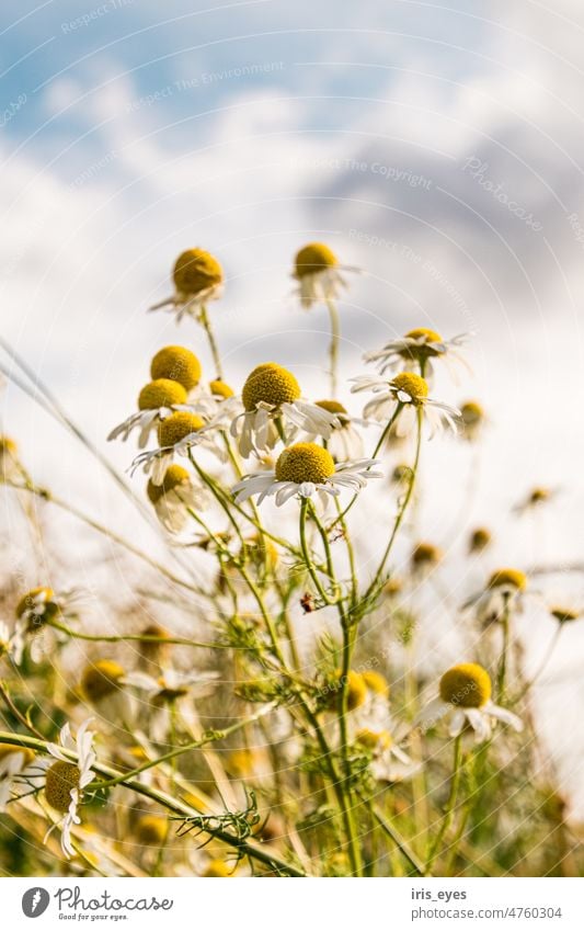 Camomile in summer Chamomile Sky Summer Plant White Yellow Flower Nature Blossom Camomile blossom Colour photo Green Shallow depth of field Wild plant
