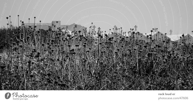 Condition Death Crypt Black White Stylistic Bonifacio Corsica Nature Landscape Back