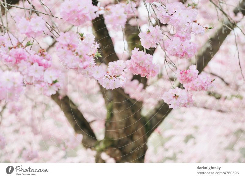 Sea of Cherry Blossoms - a Royalty Free Stock Photo from Photocase
