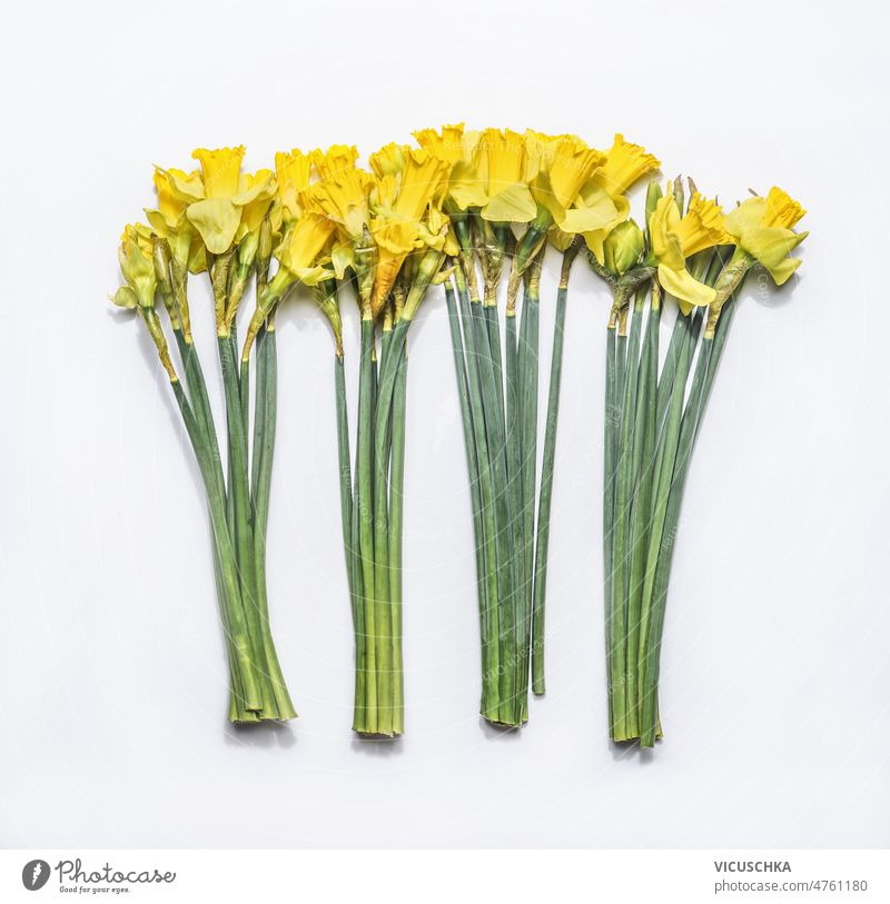 Bunches of yellow daffodils  at white background. Seasonal springtime flower bunches green stem seasonal beautiful petals top view bloom blooming blossom