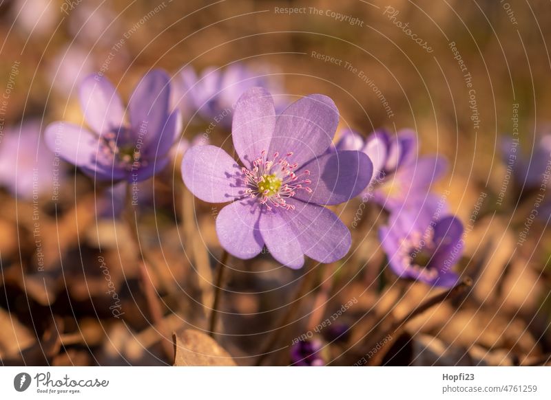 Liverworts by the wayside Hepatica nobilis Flower Plant Nature Spring Colour photo Blossom Exterior shot Shallow depth of field Day Deserted