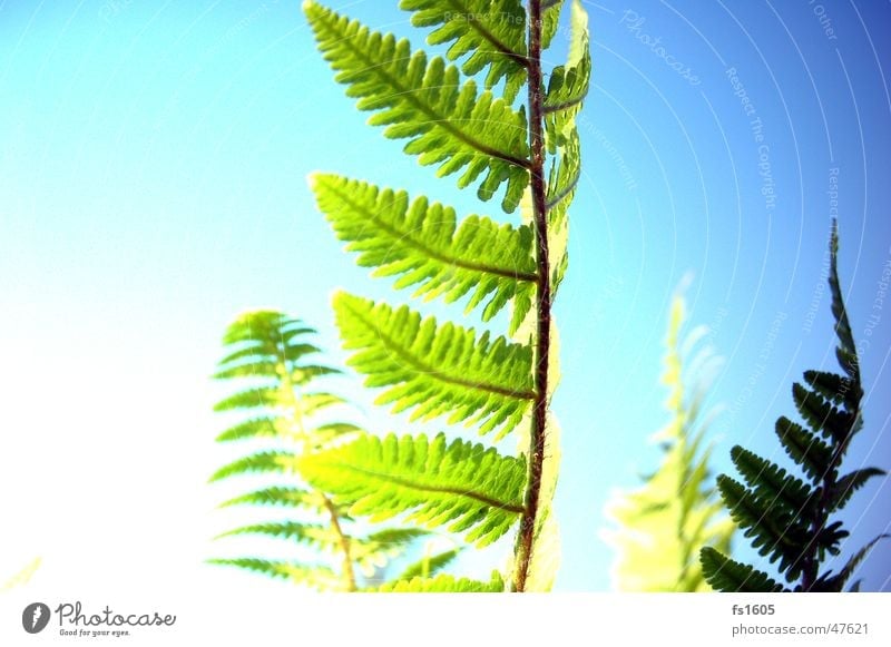 of the fern in the right light. Flower Yellow Green Pteridopsida Sky Plant