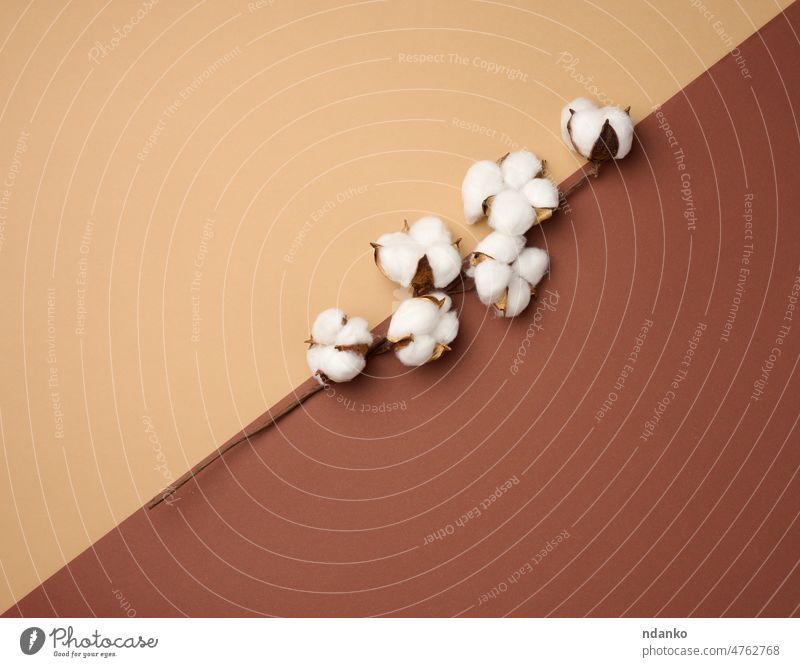 Cotton flower on a brown paper background, overhead. Minimalism flat lay composition agriculture ball beige bloom blossom boll botany branch bud cotton
