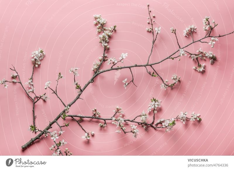 Cherry blossom branches with white petals at pink background cherry blossom springtime seasonal blooming top view beautiful cherry branch flora floral flower