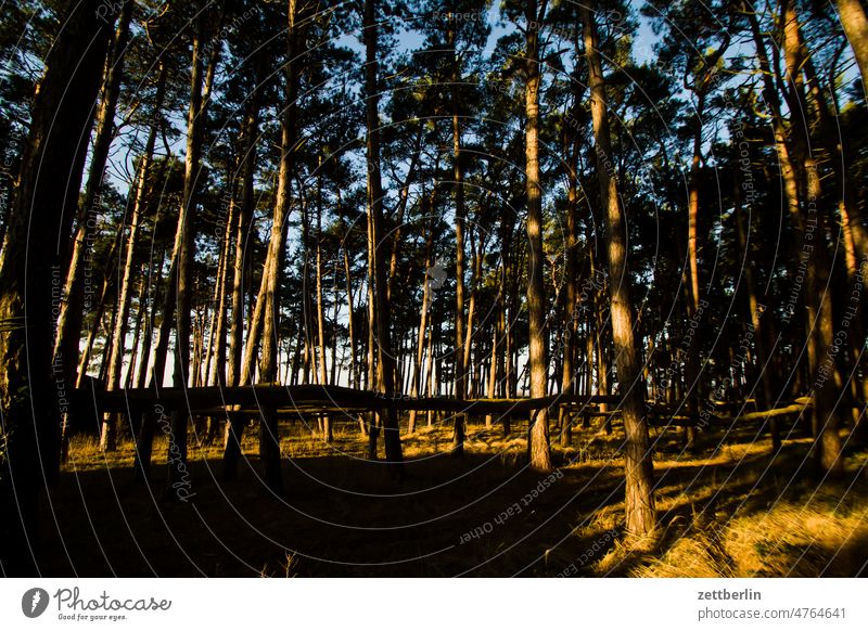 Forest on the Bodden Evening Sky Horizon Landscape Mecklenburg-Western Pomerania Ocean good for the monk Night Rügen Sunset Beach Water wave Winter Baltic Sea