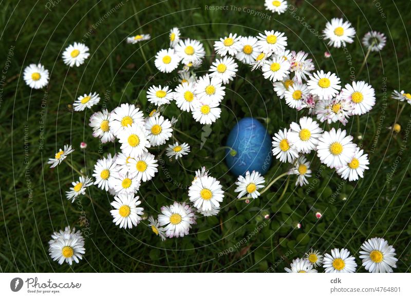 Easter blue yellow Daisy Easter egg blue easter egg Hen's egg blue colored Daisy Meadow Blue Yellow White Green Spring easter sunday Easter egg hunt Ritual