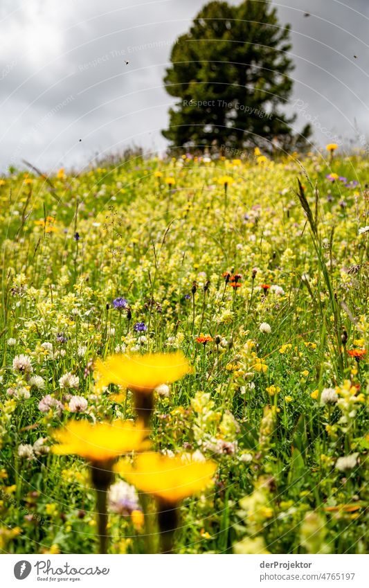 Idyllic flower meadow in St. Moritz of Switzerland Vacation mood vacation tourism touristic Mountain village Beautiful weather Wegekreuz wayside Historic