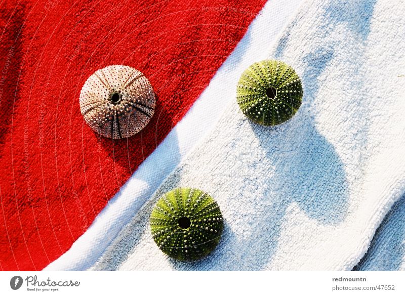 Bath towel with sea urchin skeleton Sea urchin Seafood Skeleton Wonder Ocean Lake Summer Red White Green Relaxation Dive Marine animal Microphone Colour Shadow