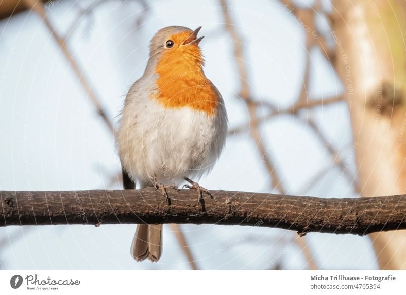 Singing robin Robin redbreast Erithacus rubecula Animal face Head Beak Eyes Feather Plumed Grand piano Claw Chirping Song hum Tree Branch Bird Wild animal