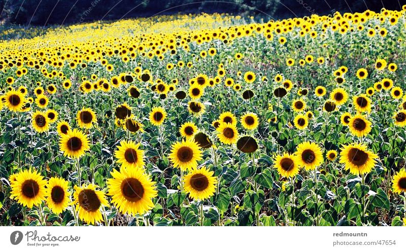 Sunflowers in Provence Flower Field Yellow Plant Green Nature