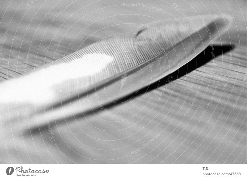 Weightless Soft Easy Delicate Table Furrow Fine Blur Loneliness Calm Ambiguous Feather Smoothness Shadow Detail Death Marko Black & white photo grain