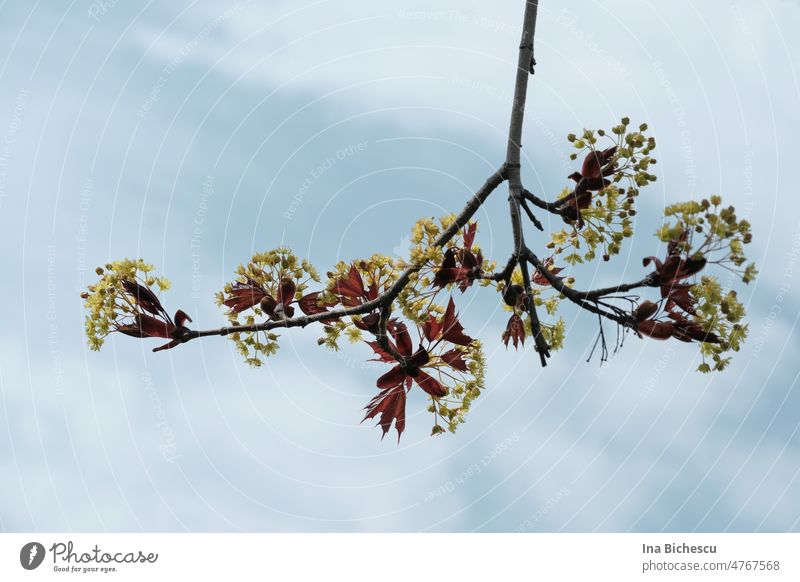 A branch with fresh red leaves and yellow flowers on the background of bright blue sky. yellow blossoms Branch Blue sky white clouds Nature Sky Clouds Summer