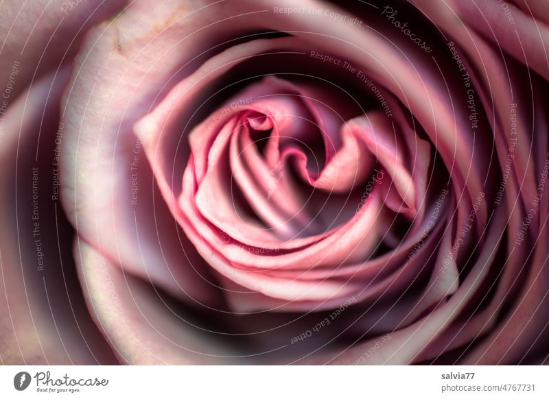 Pink rose flower pink Rose blossom Blossom Flower Fragrance Blossoming Nature Plant Macro (Extreme close-up) Colour photo Light and shadow play