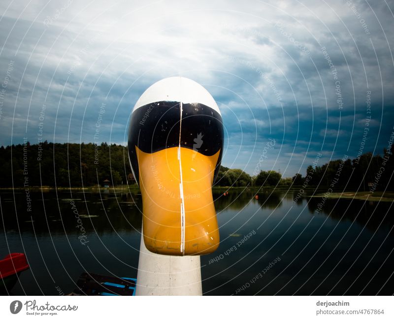 The wood swan stands in the water without eyes. He is quite lonely. In the background a muted blue sky with forest. Swan shady plan Wood Forest Close-up Detail