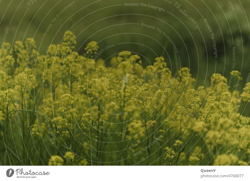 Field with yellow flowers Yellow Green Spring Spring fever Meadow Nature To go for a walk hike Flower Blossoming Garden Summer Plant Meadow flower