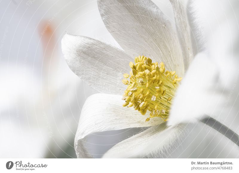 White form of Pulsatilla vulgaris; the common cow or kitchen pasque flower. High-key photography with deliberately soft illumination while preserving subject details.