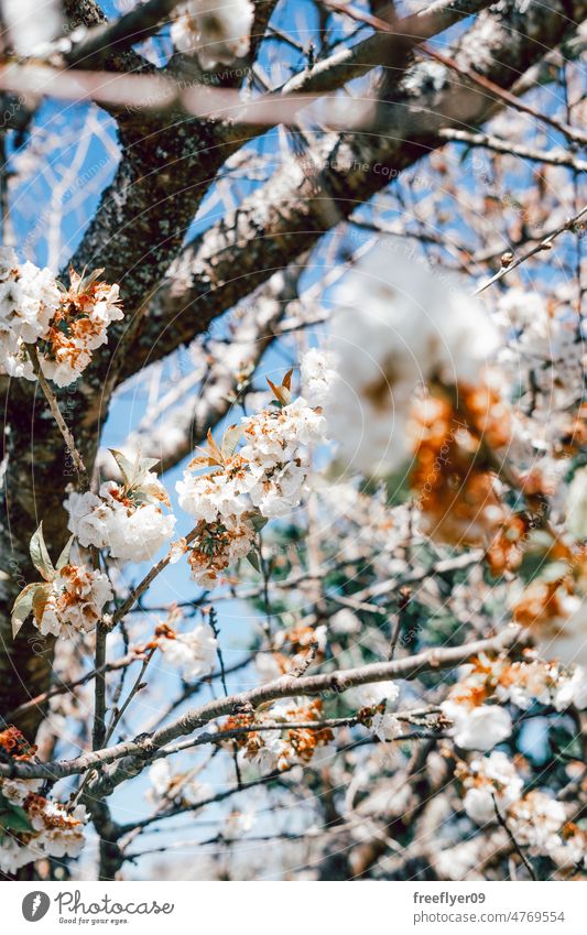 White cherry flowers blossoming in spring season white copy space tree branch blue sky nature japan sakura new botany panorama cherry tree detail bud oriental