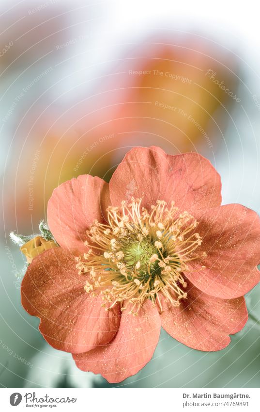 Flower of the carnation root, Geum coccineum Sibth. & Sm., Rosaceae, rose family from the mountains of the Balkans and Turkey Red carnation root rosaceae