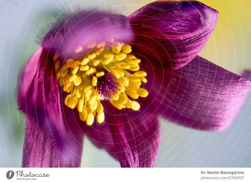 Purple form of Pulsatilla vulgaris; the common cow or kitchen pasque flower. pulsatilla vulgaris Kitchen Clamp Anemone Plant Flower Blossom ranunculaceae