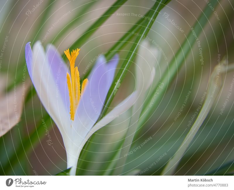 Crocus flower on a meadow, delicate and with slightly blurred background. beautiful blooming blossom botanical bokeh early bloomer crocus flower
