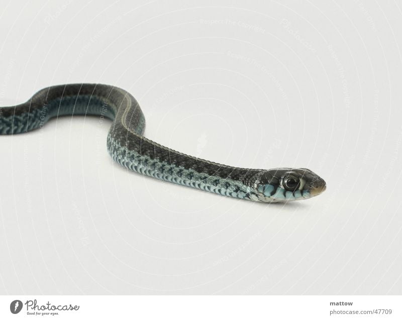 Baby queue 3 Reptiles White Background picture Snake Barn Eyes