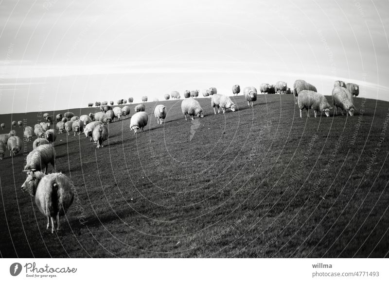 The peaceful coexistence of North German dike sheep Dike Sheep Herd Flock Meadow Farm animal Group of animals B/W graze To feed Grass Animal Lüttmoorsiel