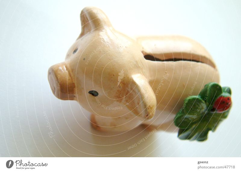 piggy bank Swine Money box Save Ladybird Slit Rich sticky paper