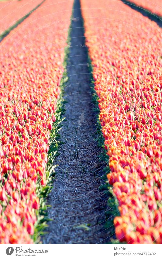 tulips Tulip blossom fields Flower Flower field Blossom Spring Spring fever Nature Colour photo pretty Blossoming Red Yellow Orange Plant Easter Day