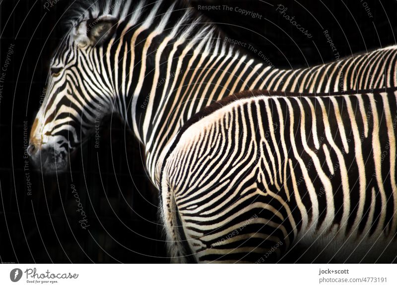 Zebra to two 2 Pair of animals Stripe Inspiration Illusion Side by side Pattern Detail Abstract Silhouette Structures and shapes Zebra crossing Body tension