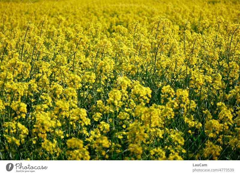 Fields of Gold - bright yellow canola field in April Canola Yellow Canola field Spring Brilliant blossom blossoms Bright yellow Agriculture Agricultural crop