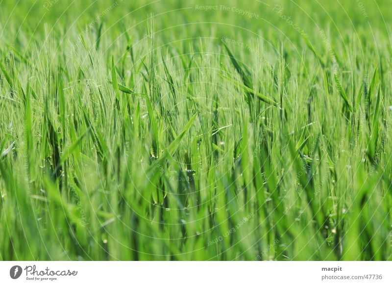 cornfield Field Green Blade of grass Ear of corn Grain