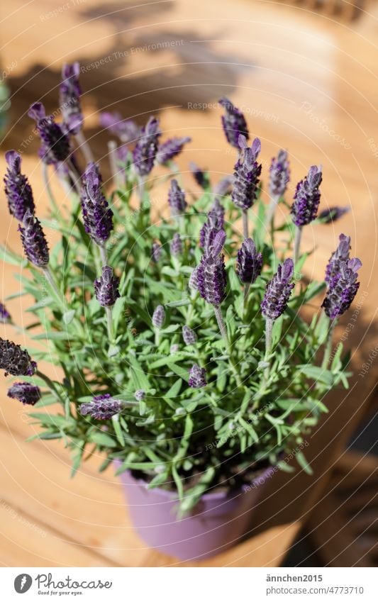 a flowering crested lavender in a purple pot stands on a wooden table Lavender Flower blossoms Blossoming Green relaxation Garden Summer Country  garden