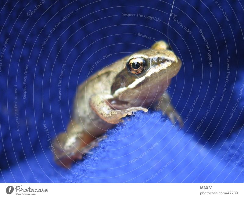 Kiss me! Sweater Cloth Animal Small Frog Near Eyes Amphibian
